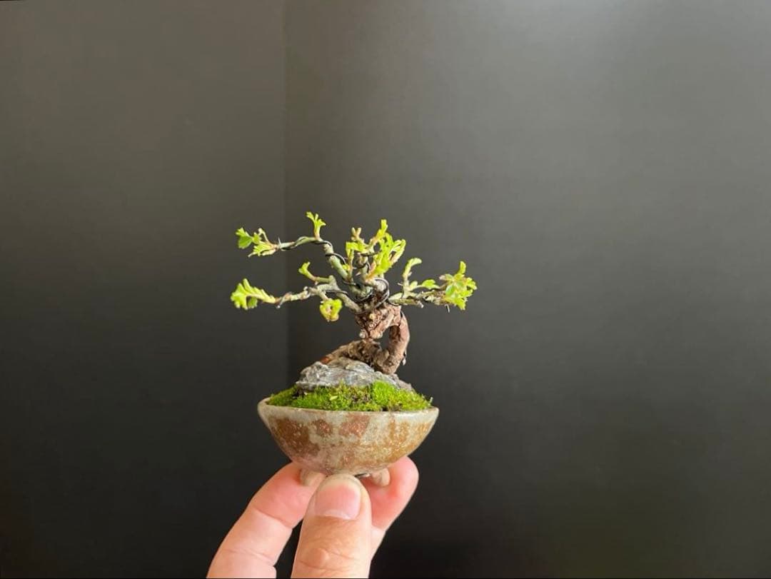 薔薇盆栽　石付き　ミニ薔薇　ミニバラ　古木　ミニ盆栽　樹高6cm 花物　飾り物