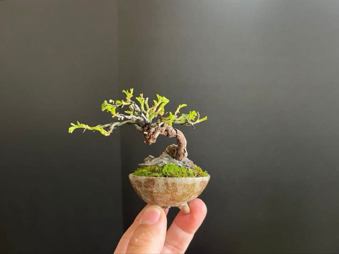 薔薇盆栽　石付き　ミニ薔薇　ミニバラ　古木　ミニ盆栽　樹高6cm 花物　飾り物