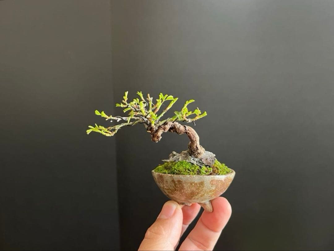 薔薇盆栽　石付き　ミニ薔薇　ミニバラ　古木　ミニ盆栽　樹高6cm 花物　飾り物