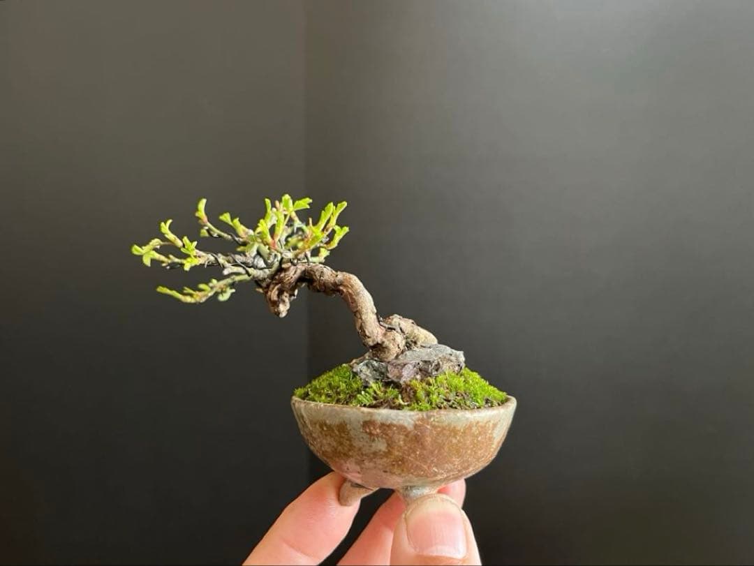 薔薇盆栽　石付き　ミニ薔薇　ミニバラ　古木　ミニ盆栽　樹高6cm 花物　飾り物