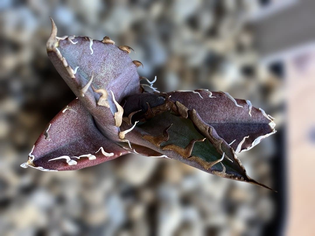 アガベ　あのFO 子株