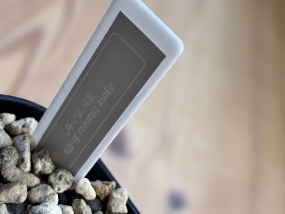 アガベ　あのFO 子株