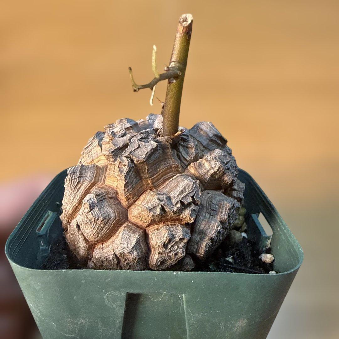 【極上】38 アフリカ亀甲竜 3号 バキバキ 速達 健康株