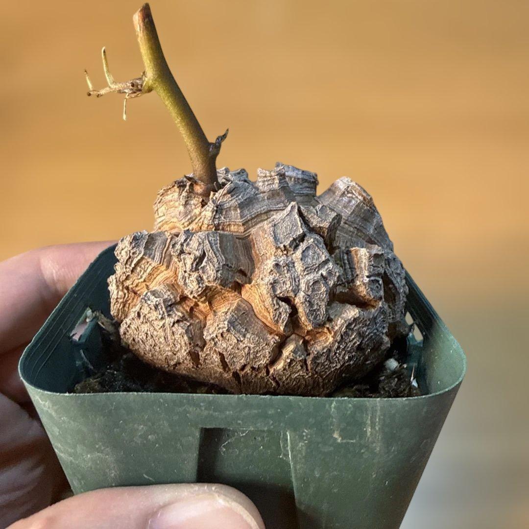 【極上】38 アフリカ亀甲竜 3号 バキバキ 速達 健康株