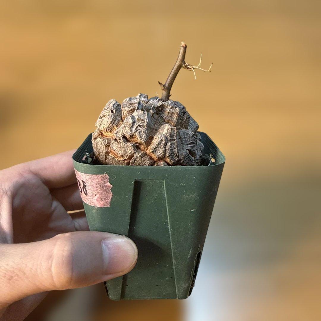 【極上】38 アフリカ亀甲竜 3号 バキバキ 速達 健康株