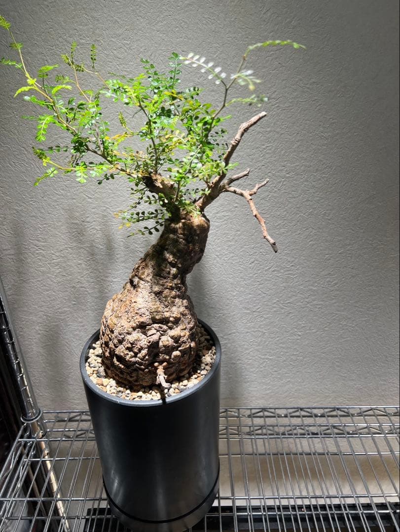 オペルクリカリア パキプス　発根済み　現地球　ベアルート　鉢付き　ボコ肌