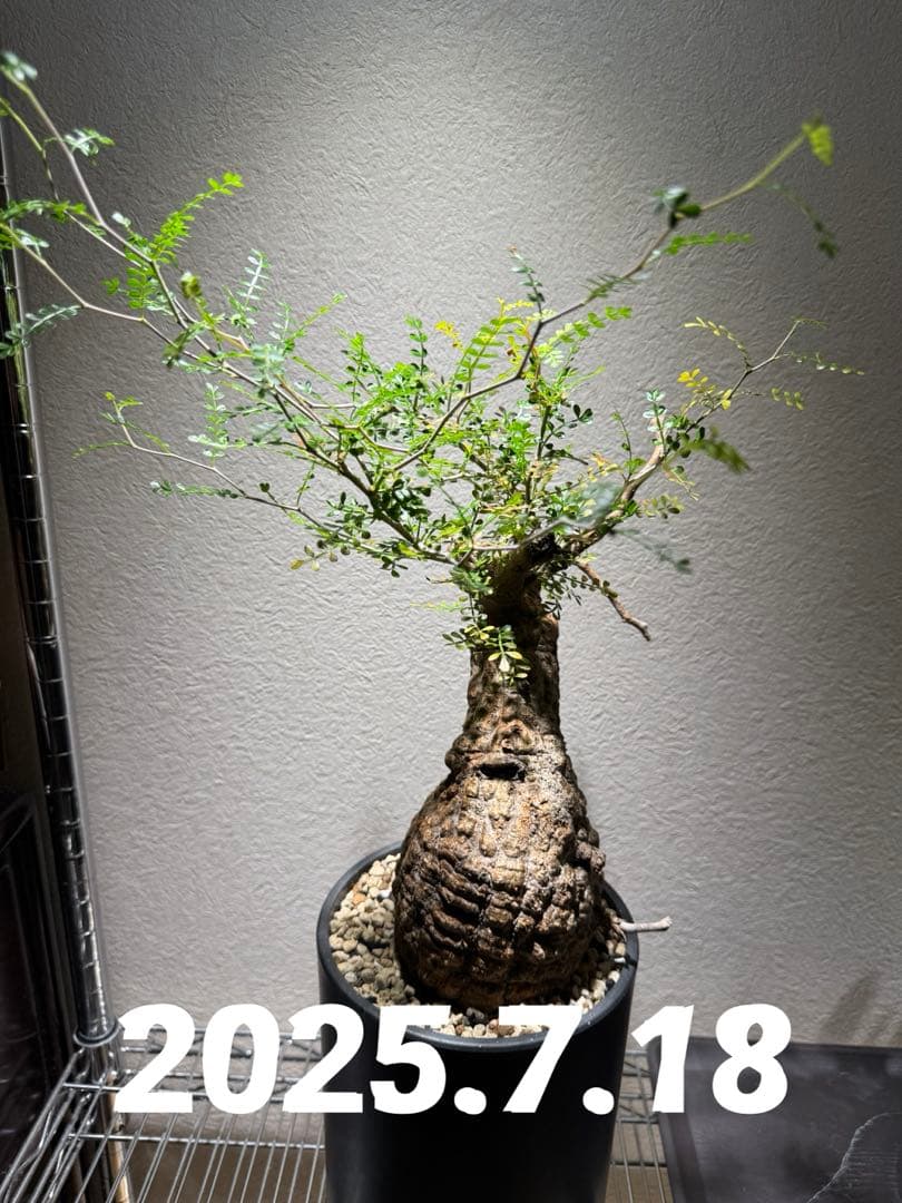 オペルクリカリア パキプス　発根済み　現地球　ベアルート　鉢付き　ボコ肌