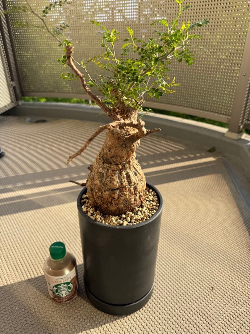 オペルクリカリア パキプス　発根済み　現地球　ベアルート　鉢付き　ボコ肌