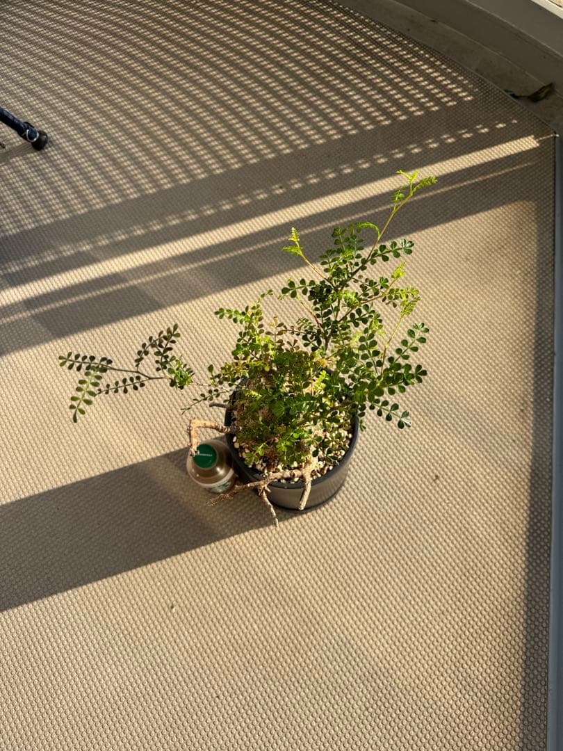 オペルクリカリア パキプス　発根済み　現地球　ベアルート　鉢付き　ボコ肌