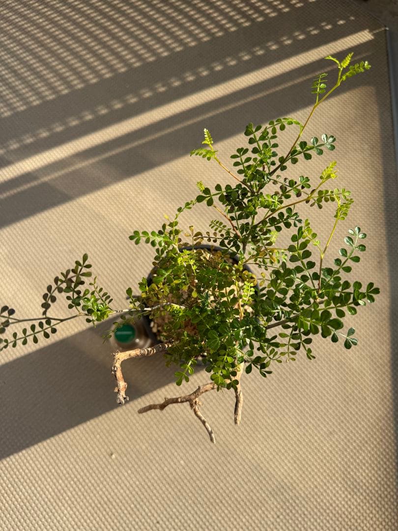 オペルクリカリア パキプス　発根済み　現地球　ベアルート　鉢付き　ボコ肌