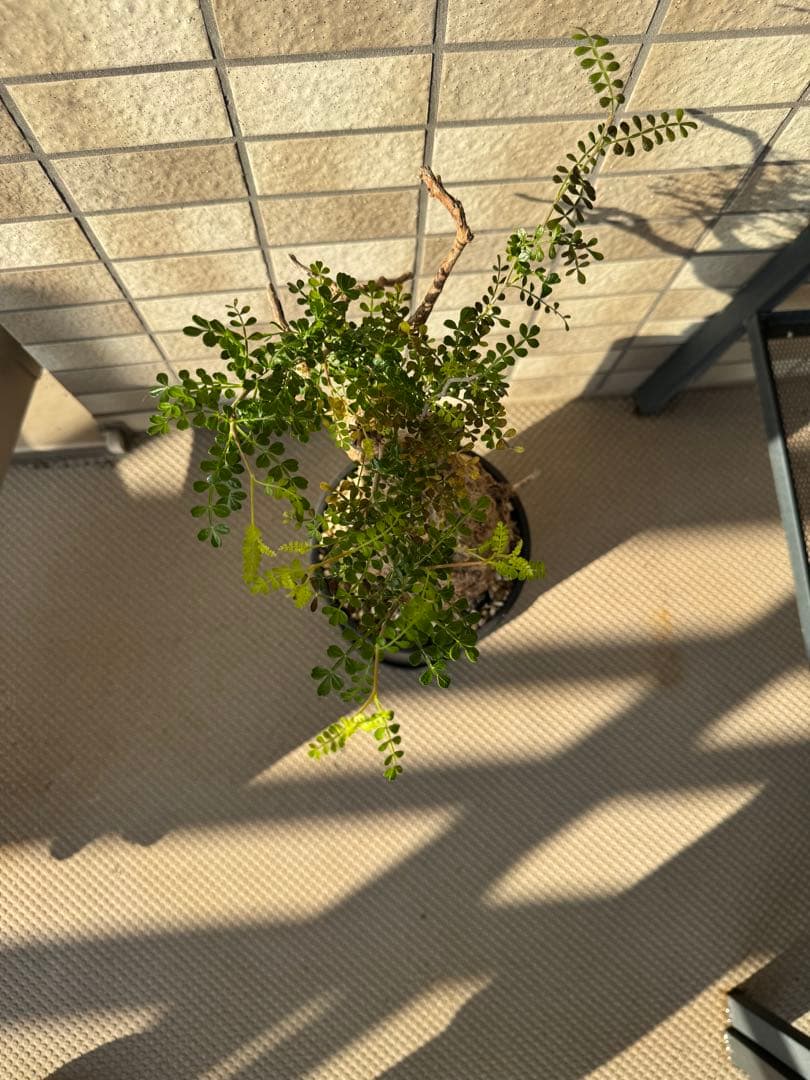 オペルクリカリア パキプス　発根済み　現地球　ベアルート　鉢付き　ボコ肌