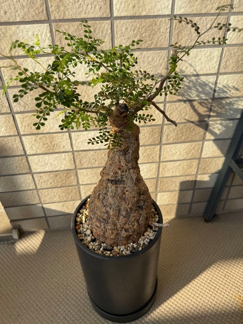 オペルクリカリア パキプス　発根済み　現地球　ベアルート　鉢付き　ボコ肌