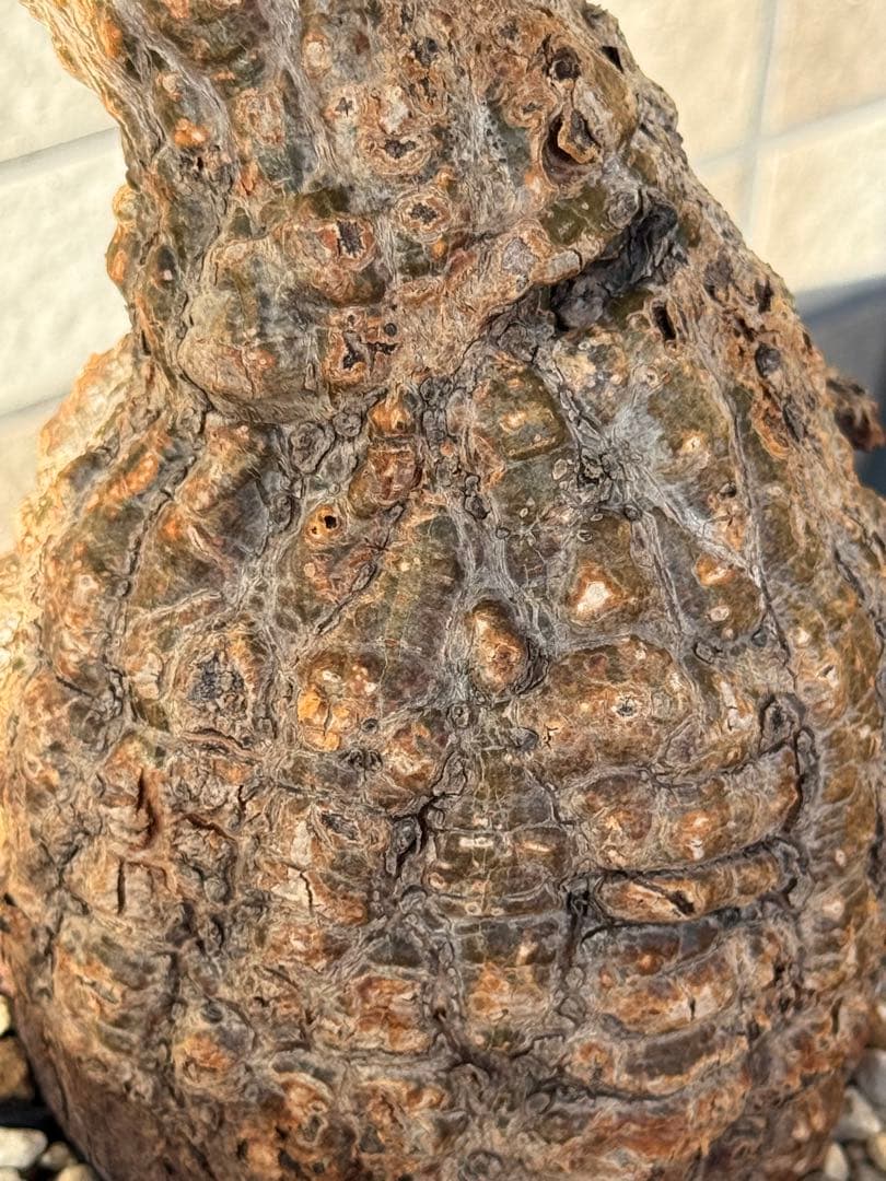 オペルクリカリア パキプス　発根済み　現地球　ベアルート　鉢付き　ボコ肌