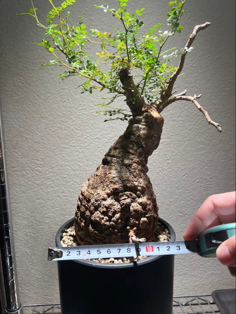 オペルクリカリア パキプス　発根済み　現地球　ベアルート　鉢付き　ボコ肌