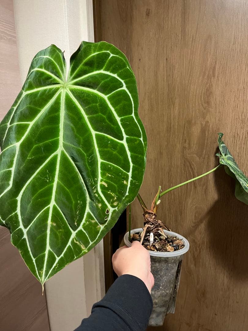 ビ*ん様 Anthurium Crystallinum South Americ