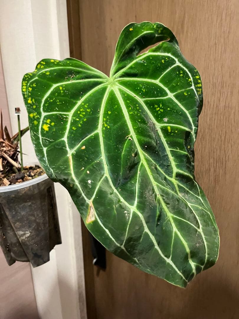 ビ*ん様 Anthurium Crystallinum South Americ