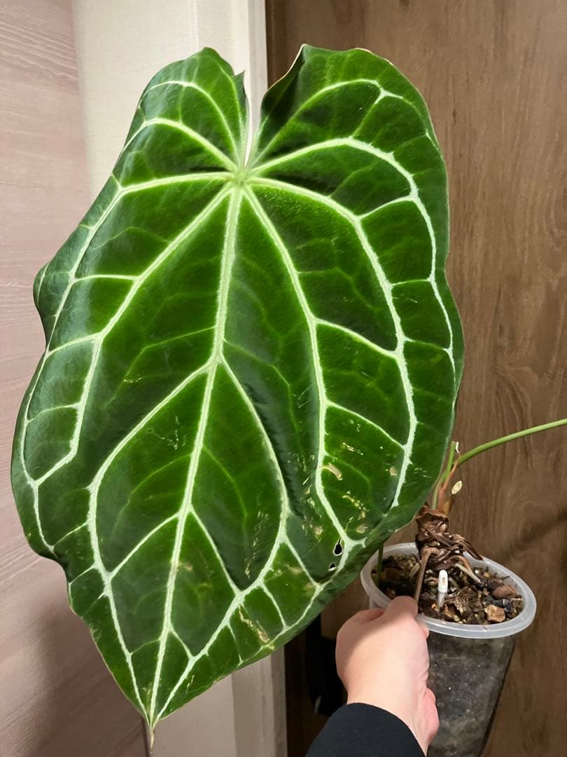 ビ*ん様 Anthurium Crystallinum South Americ