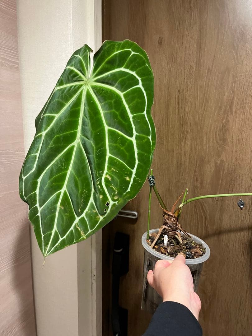 ビ*ん様 Anthurium Crystallinum South Americ