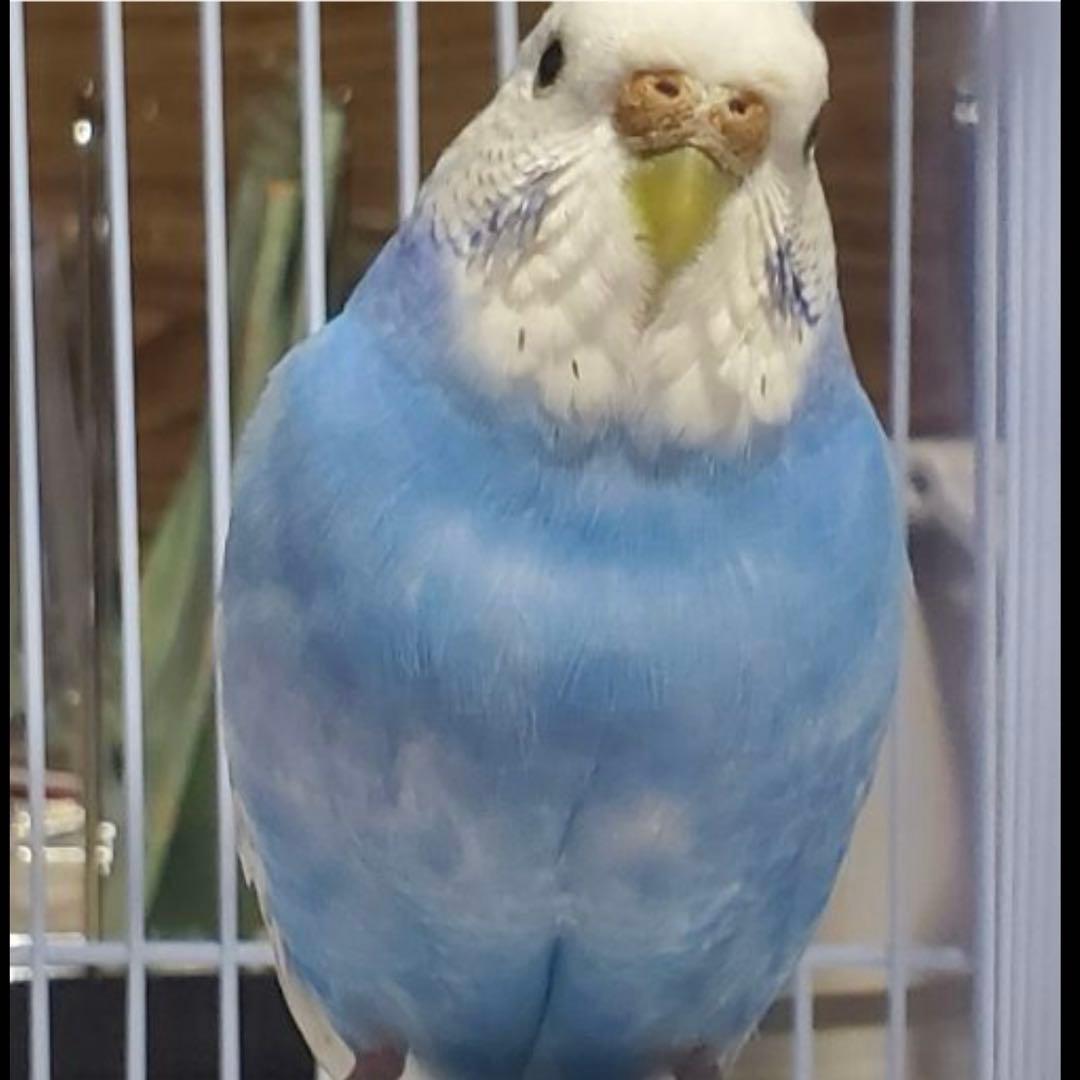 みーたん　インコちゃんクリップペット