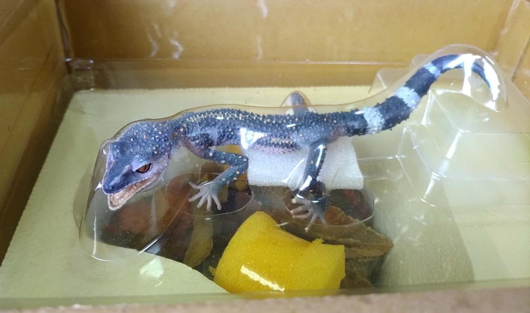 クロイワトカゲモドキ 海洋堂 ハープタイル レプリカシリーズ