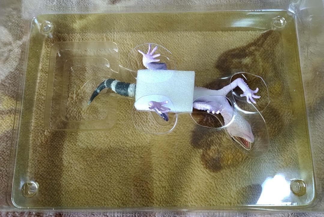 クロイワトカゲモドキ 海洋堂 ハープタイル レプリカシリーズ