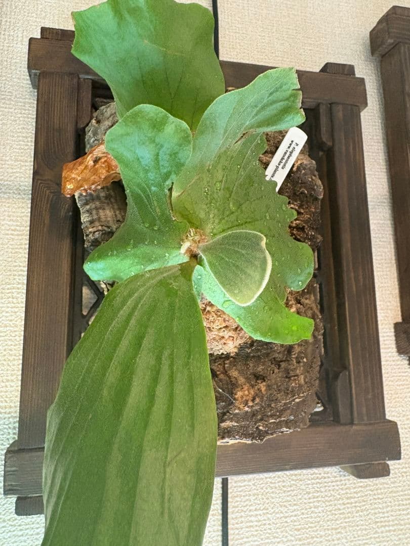 ❋ビカクシ•板付植物ダホルダー 2枚set❋