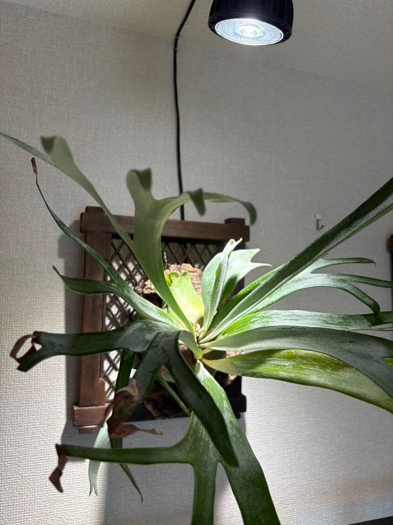 ❋ビカクシ•板付植物ダホルダー 2枚set❋