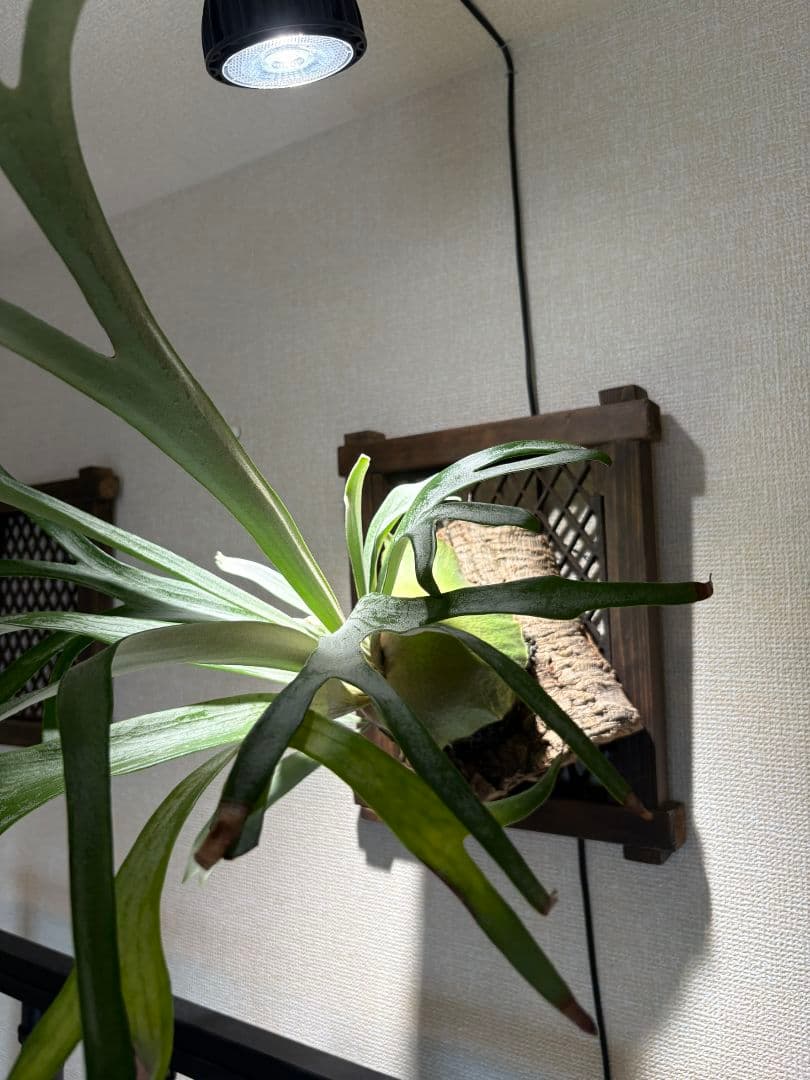 ❋ビカクシ•板付植物ダホルダー 2枚set❋