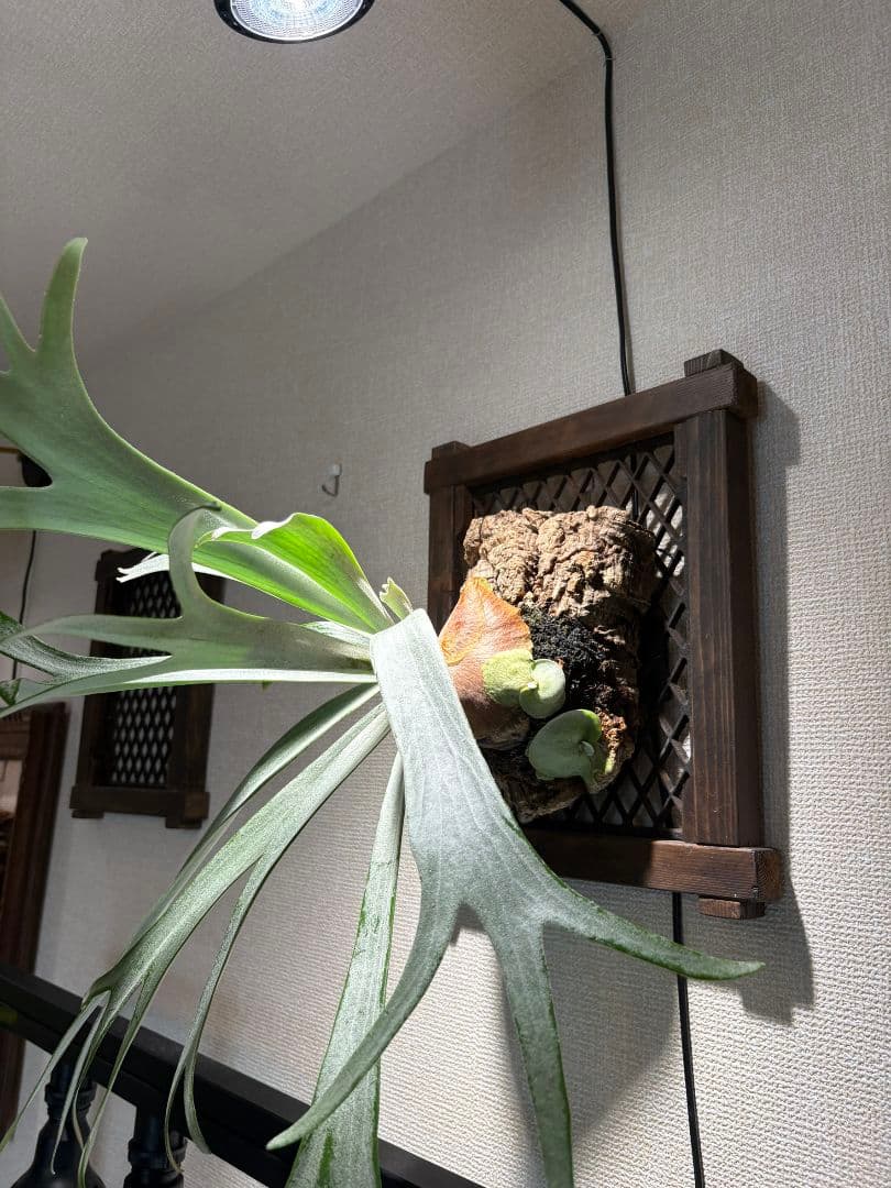 ❋ビカクシ•板付植物ダホルダー 2枚set❋