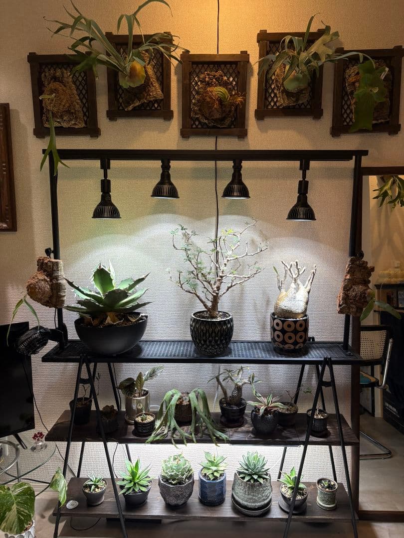 ❋ビカクシ•板付植物ダホルダー 2枚set❋