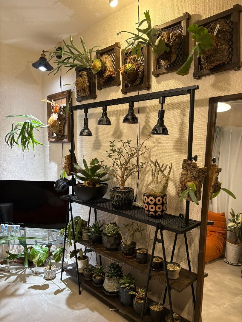 ❋ビカクシ•板付植物ダホルダー 2枚set❋