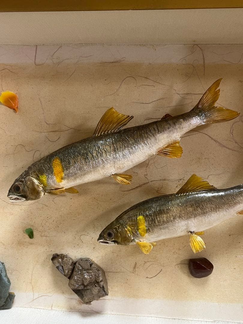 アユ　鮎の剥製　壁掛け