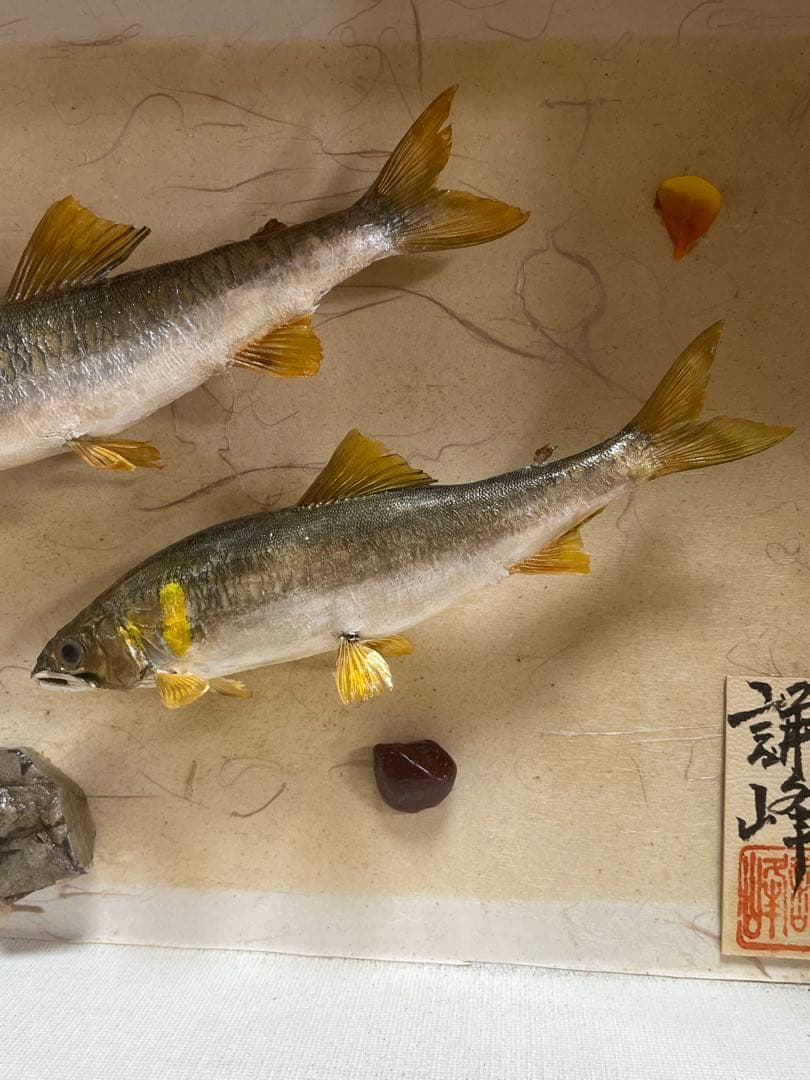 アユ　鮎の剥製　壁掛け