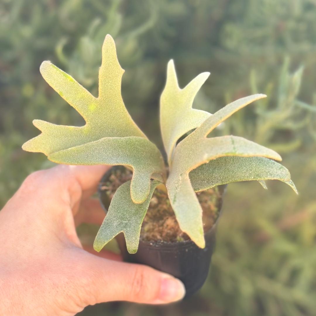 P. willinckii ’Jenny’ TC 3409