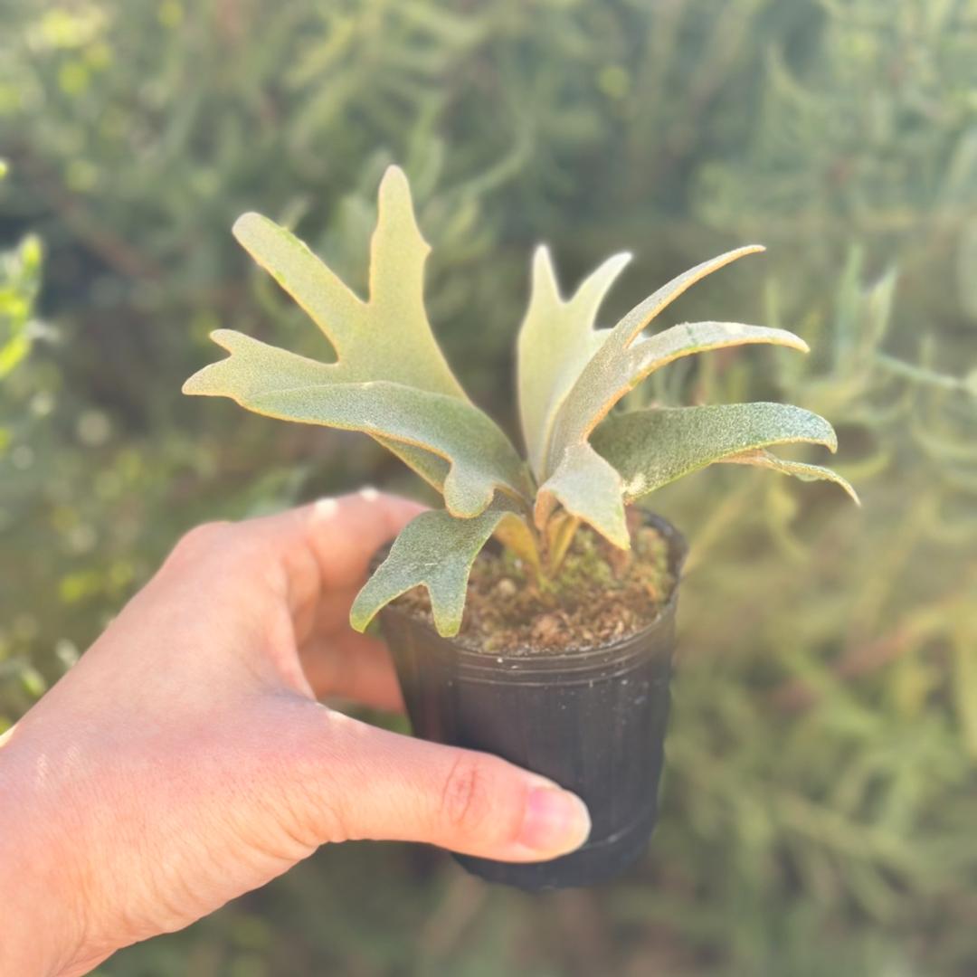 P. willinckii ’Jenny’ TC 3409