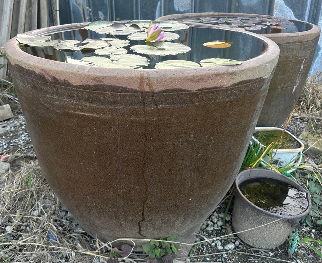 睡蓮鉢　96 特大　大型　メダカ　陶器　蓮　水鉢　甕　寺　庭園　古物　骨董　盆栽