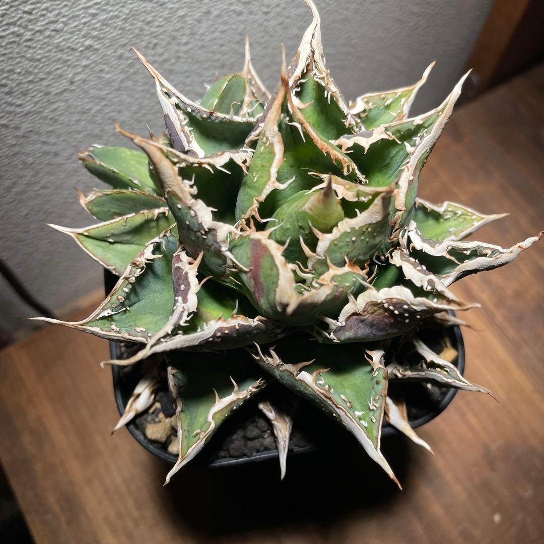 アガベチタノタ　豆豆龍　トトロ　子株1株付