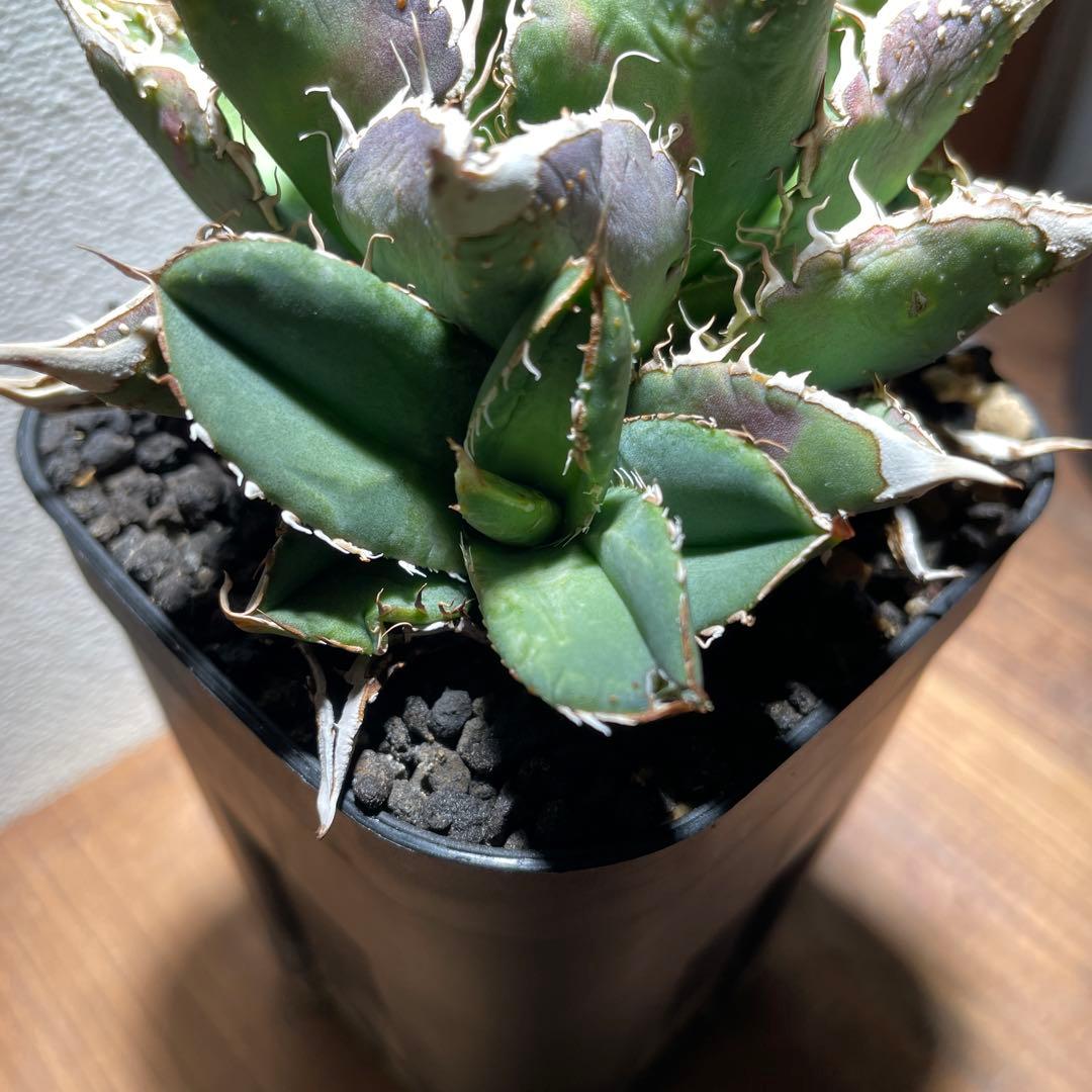 アガベチタノタ　豆豆龍　トトロ　子株1株付