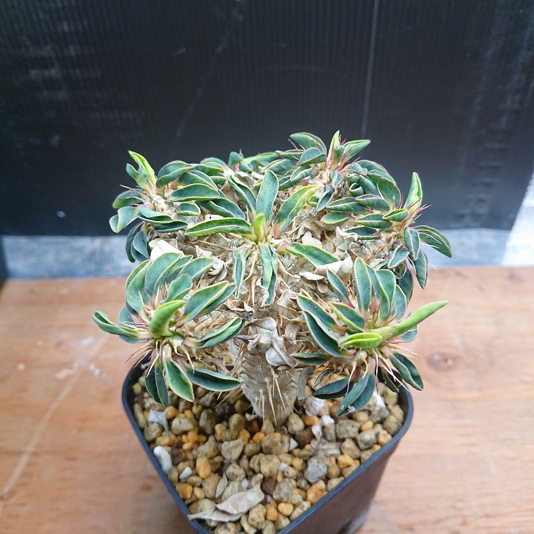 ユーフォルビア ギラウミニアナ実生 ①塊根植物 パキプス グラキリスコ