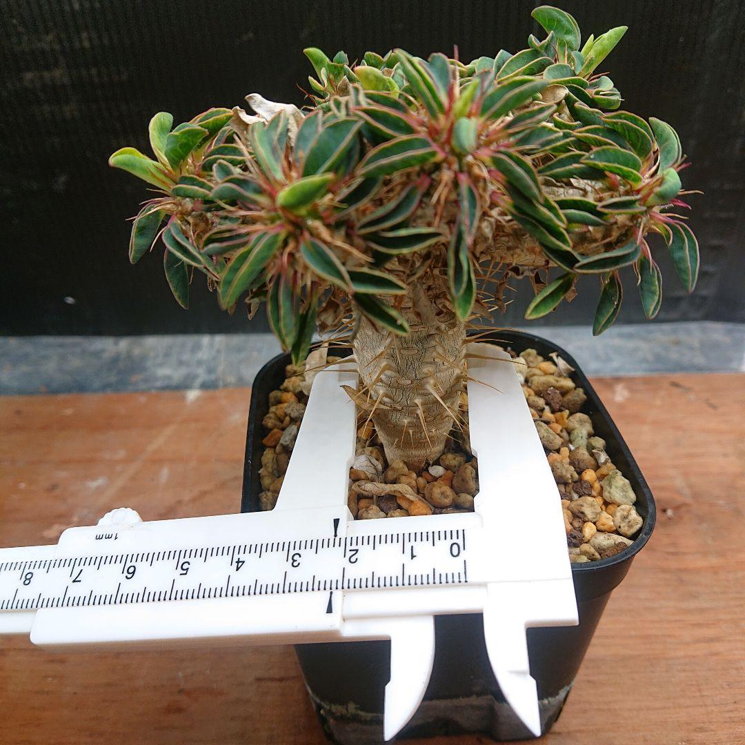 ユーフォルビア ギラウミニアナ実生 ①塊根植物 パキプス グラキリスコ