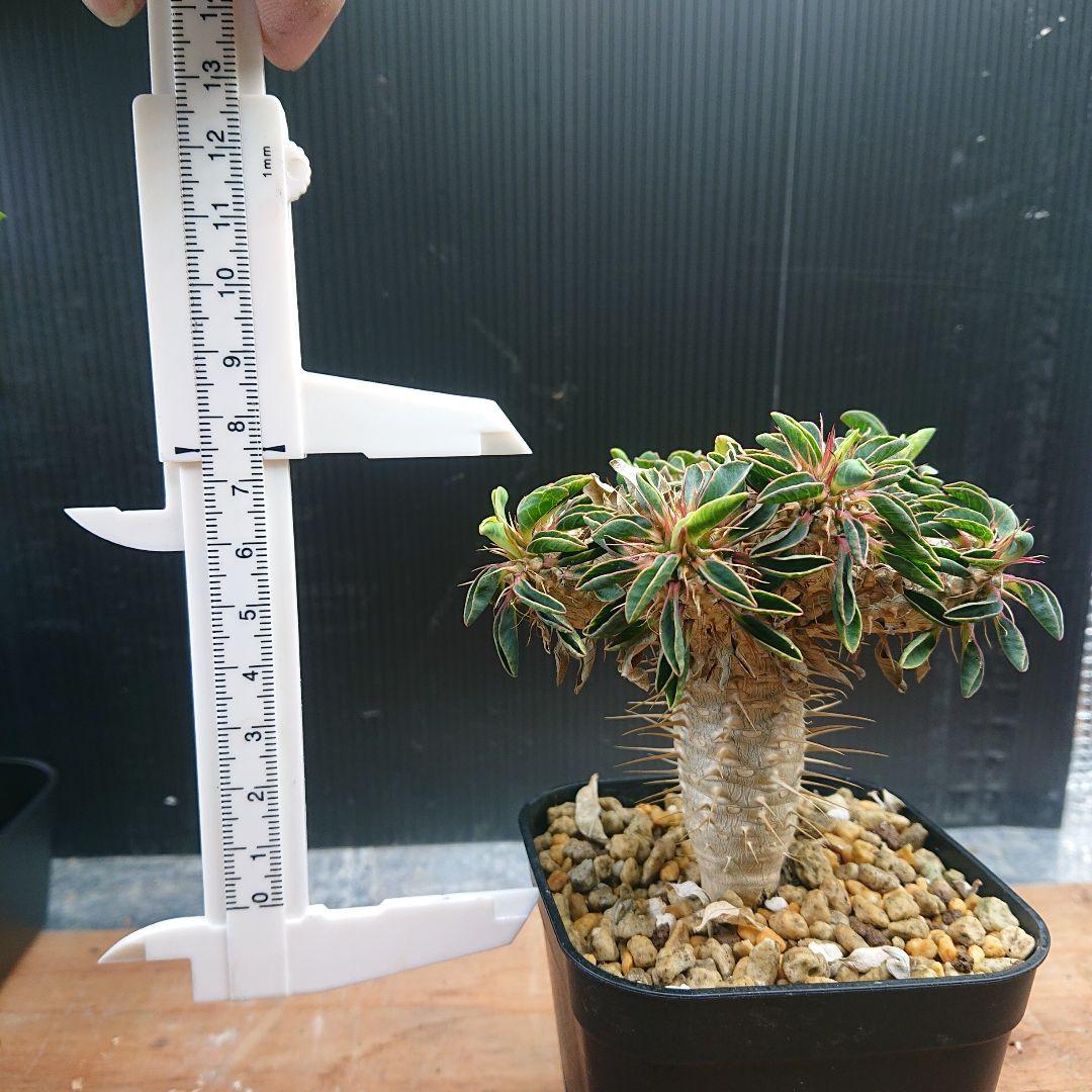ユーフォルビア ギラウミニアナ実生 ①塊根植物 パキプス グラキリスコ