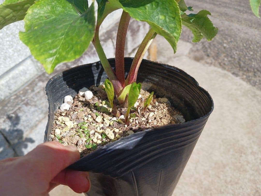 クリスマスローズ●ロゼット咲き●多弁●大輪●ダブル●クリーム系●dd