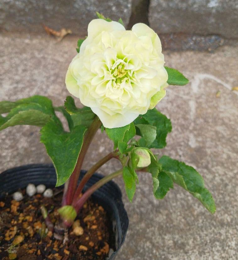 クリスマスローズ●ロゼット咲き●多弁●大輪●ダブル●クリーム系●dd