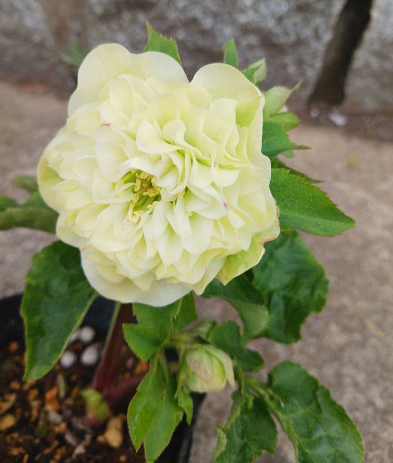 クリスマスローズ●ロゼット咲き●多弁●大輪●ダブル●クリーム系●dd