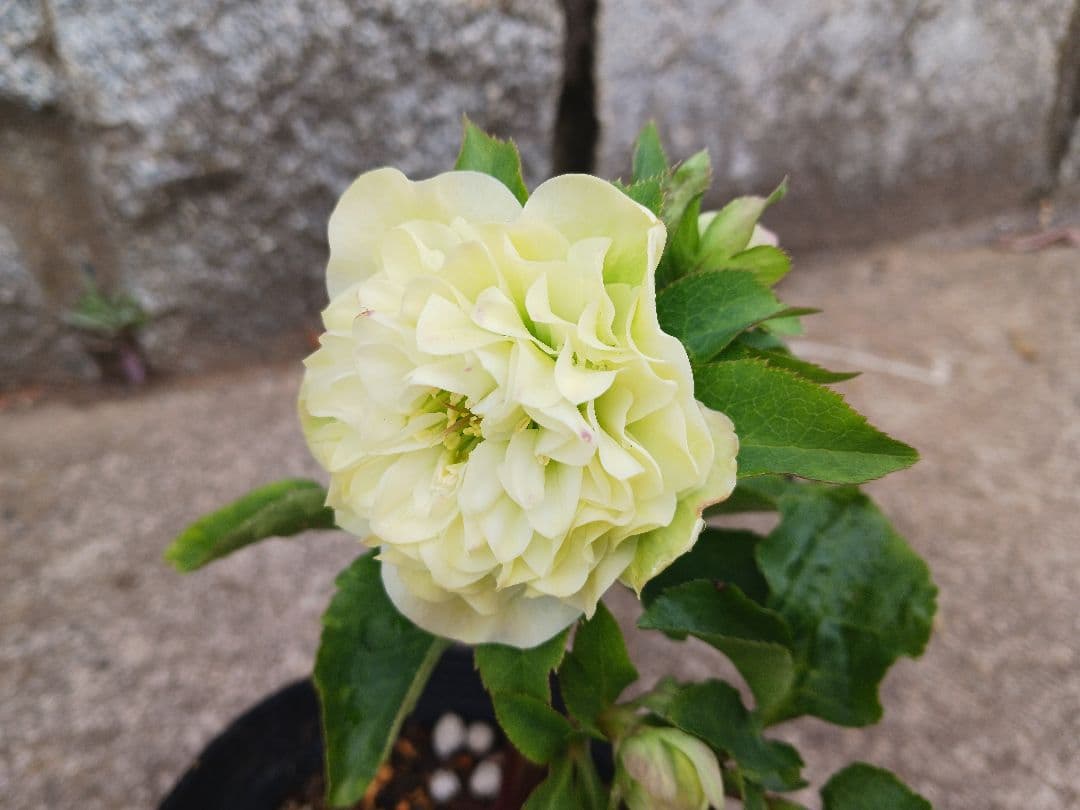 クリスマスローズ●ロゼット咲き●多弁●大輪●ダブル●クリーム系●dd