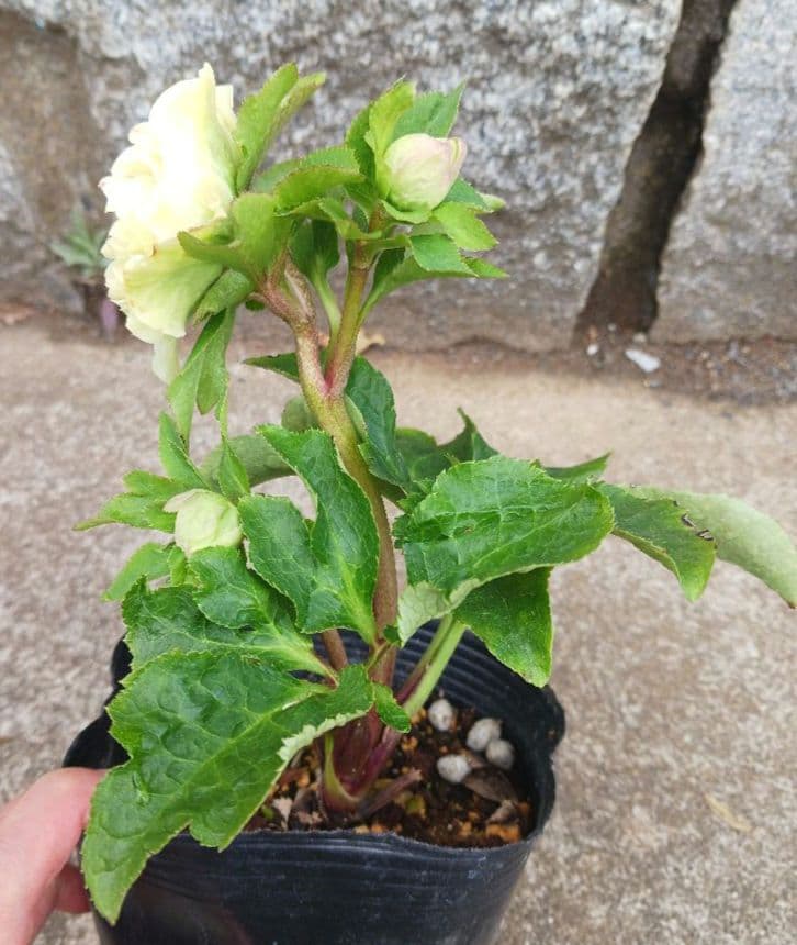 クリスマスローズ●ロゼット咲き●多弁●大輪●ダブル●クリーム系●dd