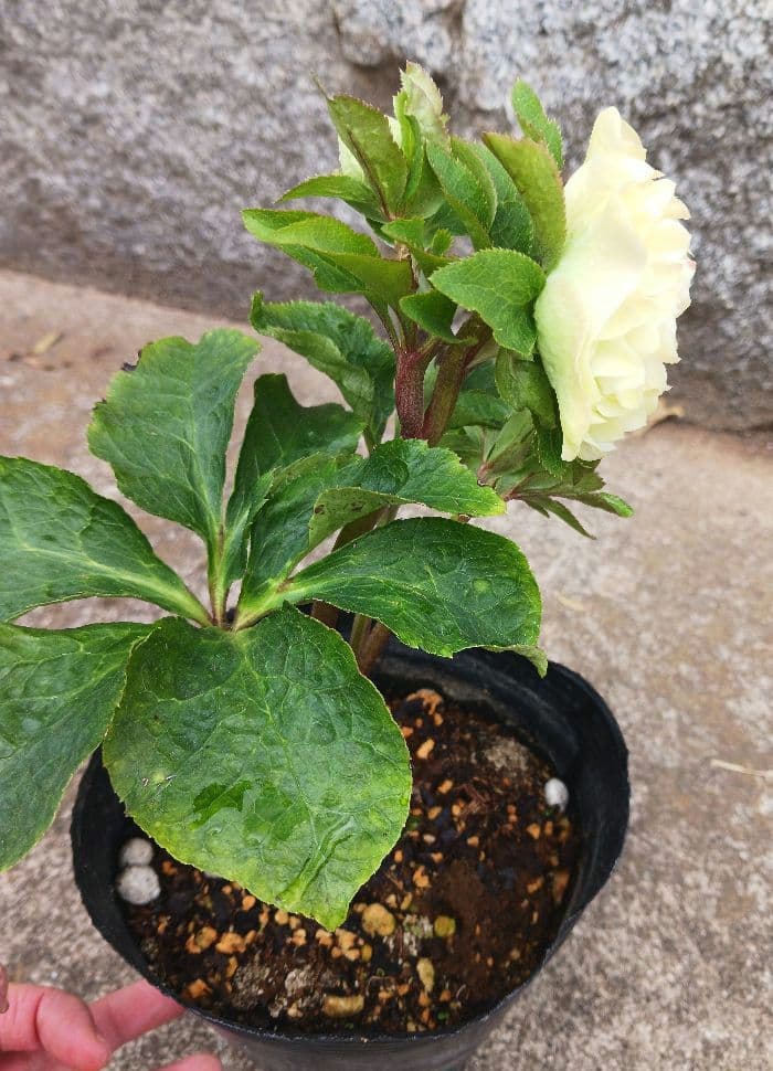 クリスマスローズ●ロゼット咲き●多弁●大輪●ダブル●クリーム系●dd