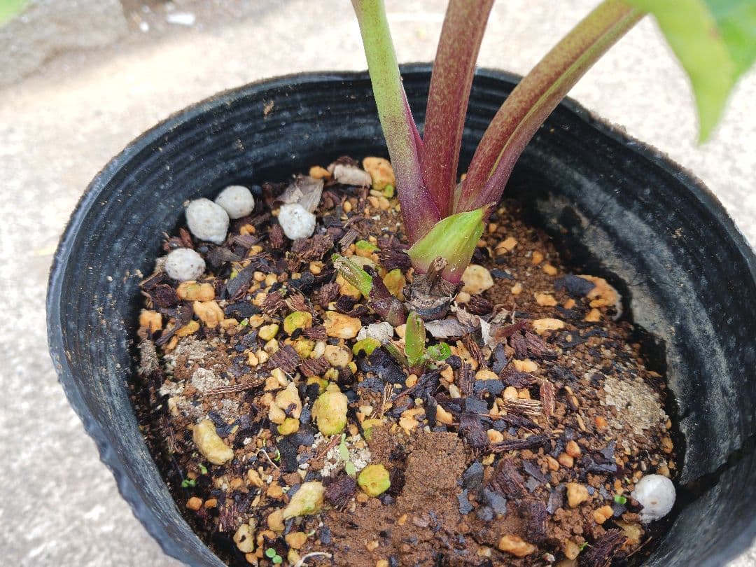 クリスマスローズ●ロゼット咲き●多弁●大輪●ダブル●クリーム系●dd