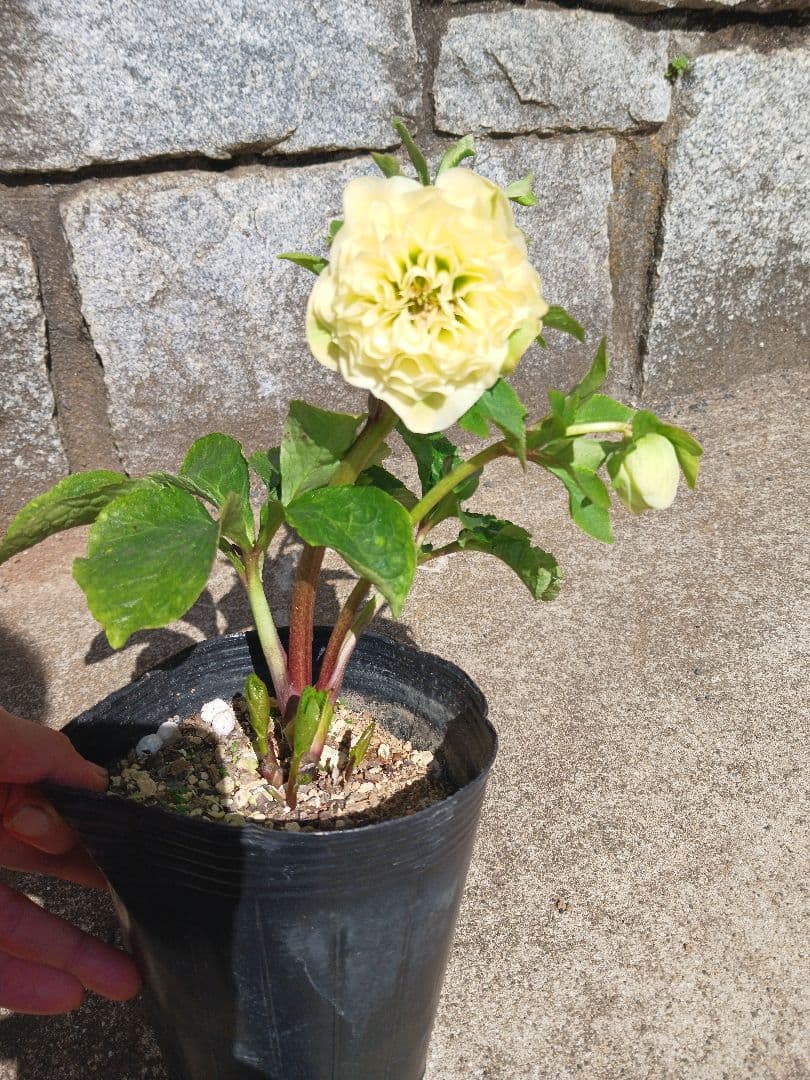 クリスマスローズ●ロゼット咲き●多弁●大輪●ダブル●クリーム系●dd