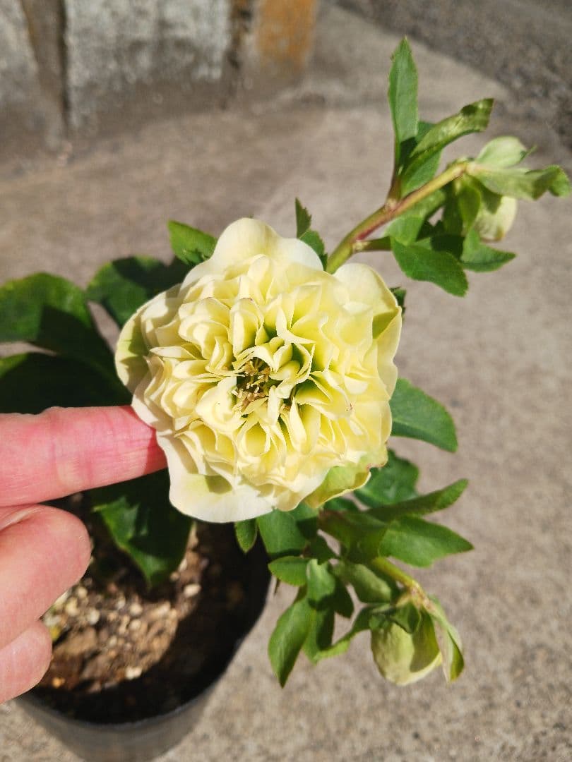 クリスマスローズ●ロゼット咲き●多弁●大輪●ダブル●クリーム系●dd